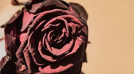 rose von Govert Govers