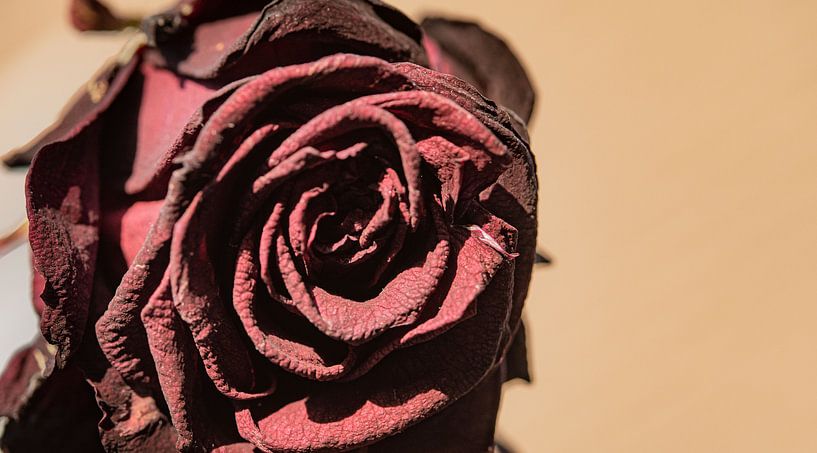 rose by Govert Govers