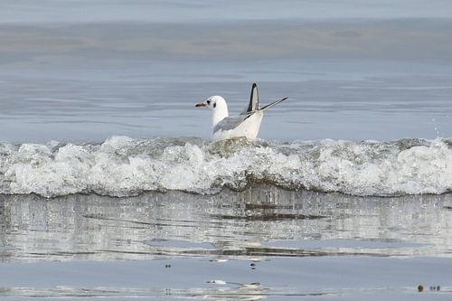 Surfing Seagull – Meeuw in de branding