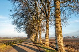 Grey poplars lining a Dutch country road by Ruud Morijn