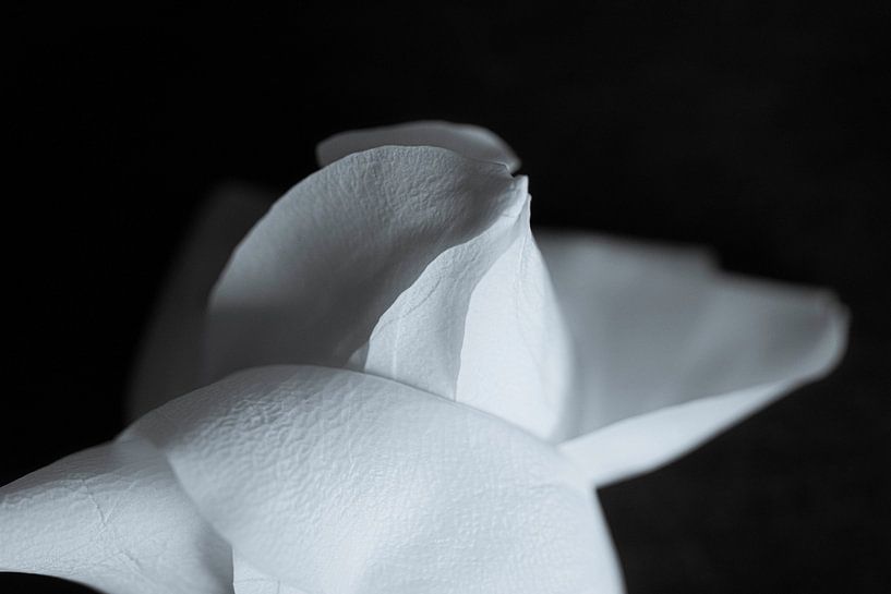 In the dark series Roses 'To be born' van Foto Studio Labie