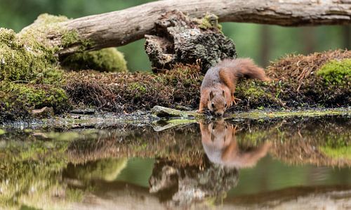 Trinkendes Eichhörnchen