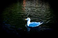 Möwe, die auf dem Wasser dümpelt