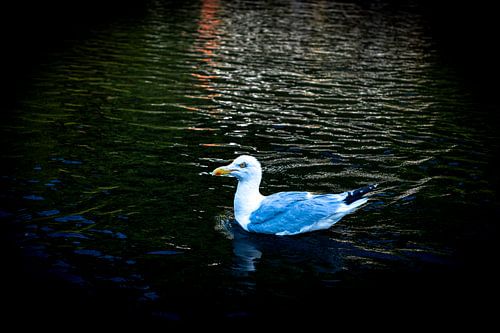 Mouette sur l'eau