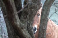 Horse looks between trees