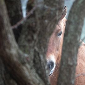 Paard kijkt tussen bomen door van Kim de Groot