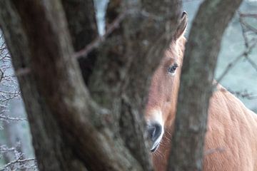 Paard kijkt tussen bomen door van Kim de Groot
