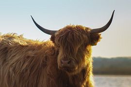 Buffalo on the wall by uNiek! Media - Design & Fotografie