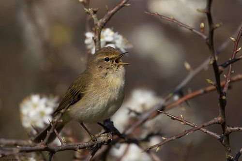 Chiffchaff in Spring