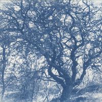 Old Tree