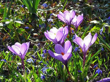 Crocus violets, salut de printemps