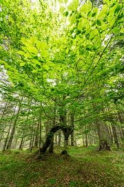 Deciduous tree with lush green by Leo Schindzielorz