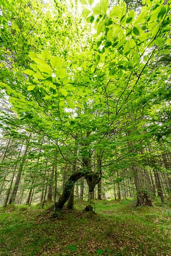 Bladverliezende boom met weelderig groen