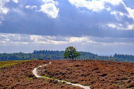 Storm clouds over a heathland and forest on the Archemerberg by Sjoerd van der Wal Photography