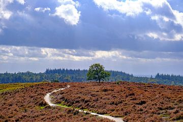 Storm clouds over a heathland and forest on the Archemerberg by Sjoerd van der Wal Photography