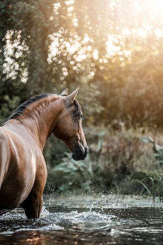 Paard Keert Zich Om in het Water onder Glinsterend Zonlicht