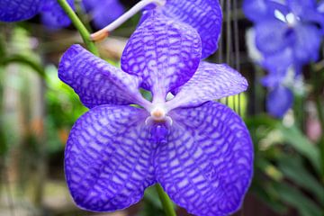 lila farbene Orchidee in Thailand