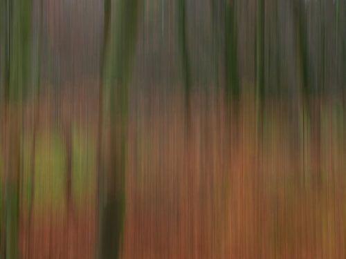 Abstracte creatieve bosfotografie