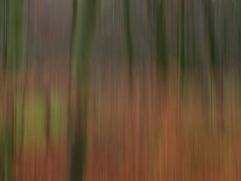 Abstract creative forest photography by Horst Husheer