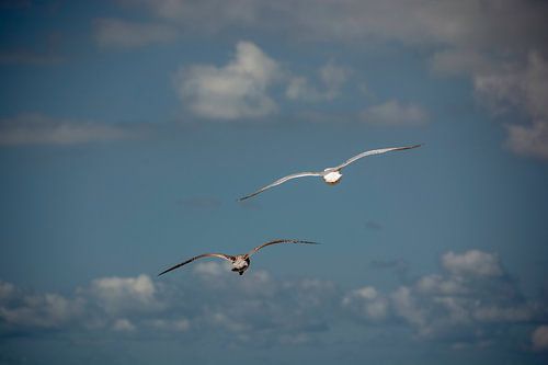 Seagulls in the sky