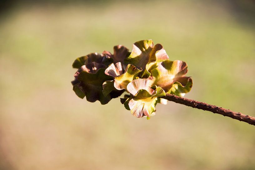 Verblasste Blume wird zum Kunstobjekt von whmpictures .com