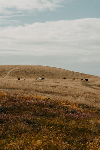 Schafe in Dänemark