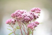 Roze bloemen