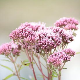 Roze bloemen von Janjaap Van Dijk