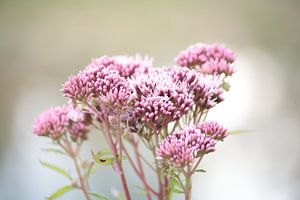 Roze bloemen