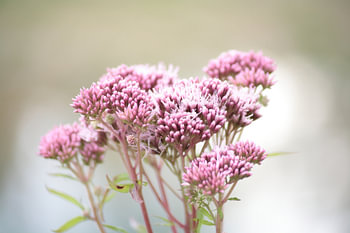 Roze bloemen
