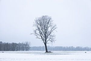 Arbre solitaire dans la neige