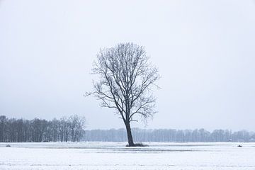 Arbre solitaire dans la neige sur Zwoele Plaatjes
