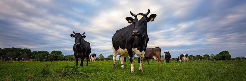 Ladies of Greenwood by Jeroen Lagerwerf