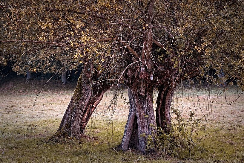 Harmony by Rob Boon