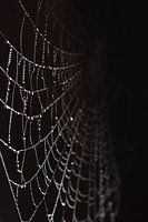 Spinnenweb met druppels zwarte achtergrond