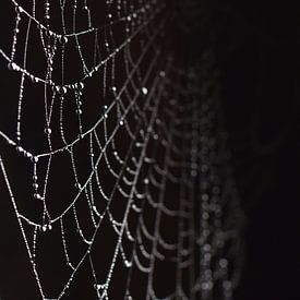 Spinnenweb met druppels zwarte achtergrond sur Sascha van Dam