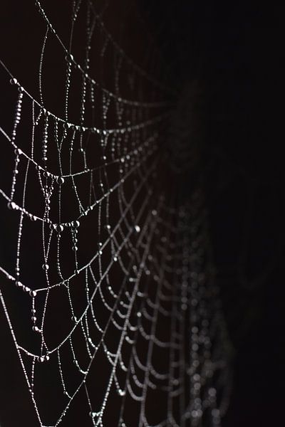 Spinnenweb met druppels zwarte achtergrond par Sascha van Dam