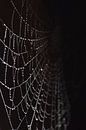 Spinnenweb met druppels zwarte achtergrond par Sascha van Dam Aperçu