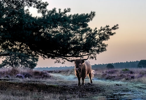 Heathland warden