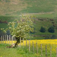 Meidoorn in landschap