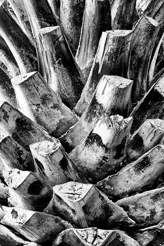 underside of a palm tree trunk base in black and white by eric van der eijk