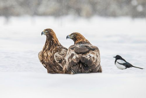 Steenarend, Aquila chrysaetos. Roofvogel