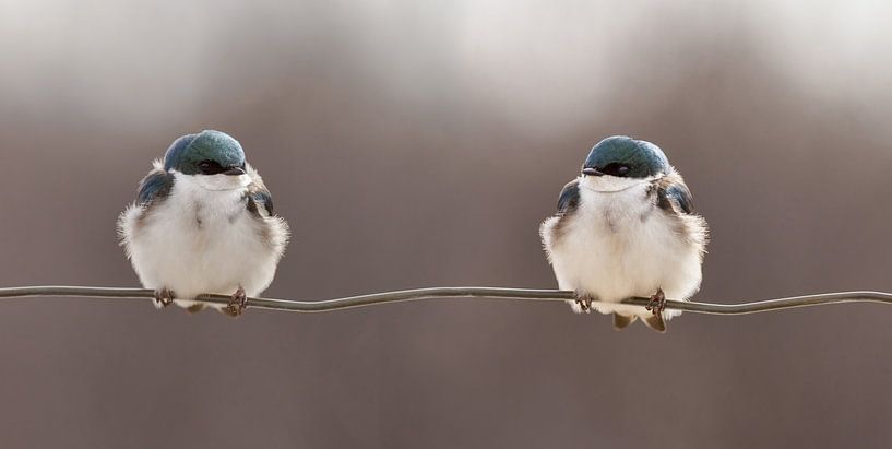 Oiseaux sur un fil, Lucie Gagnon par 1x