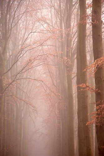 Hoge Herfstbomen