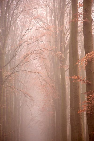 Hoge Herfstbomen von Veronie Hulleman