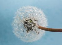 Wet Dandelion on Blue