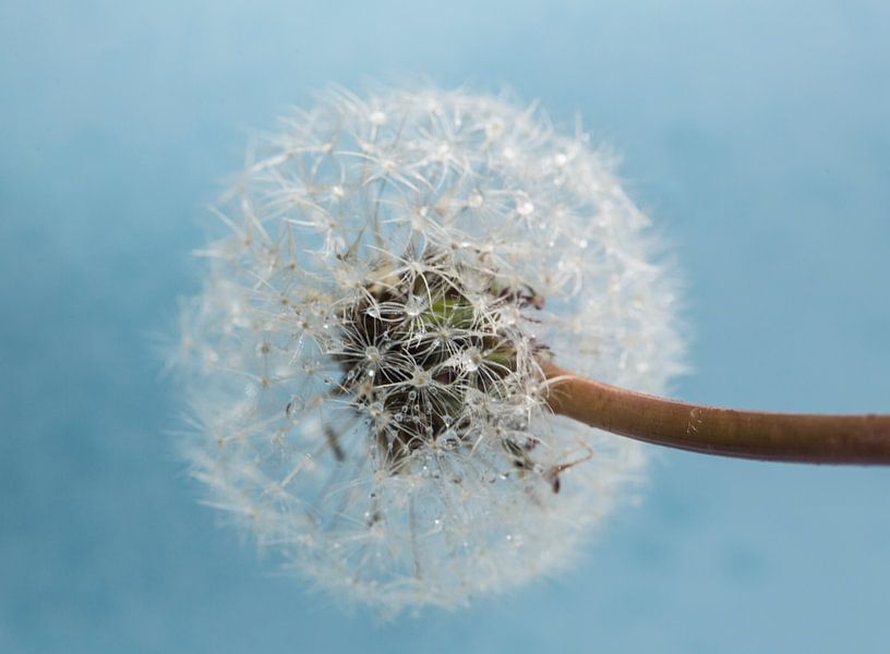 Pissenlit mouillé sur bleu par Iris Holzer Richardson