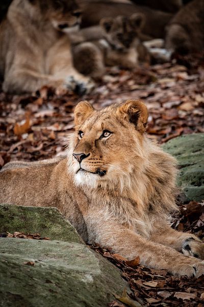 The king of the animals by Design Wall Arts