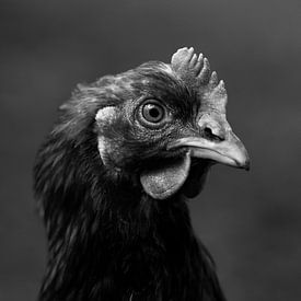 Porträt Huhn in schwarz und weiß von Latifa - Natuurfotografie