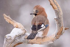 Le geai, également appelé geai (Garrulus glandarius)